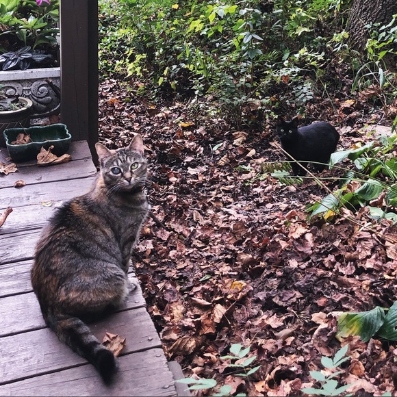 Meet your Posher, Priscilla - Picture 4 of 7